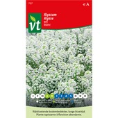 VT alyssum sneeuwtapijt 0,75 gram