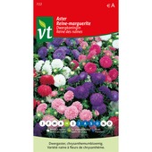 Aster marguerite des naines VT 1g