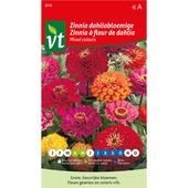 VT zinnia grote dahliabloemige 1g