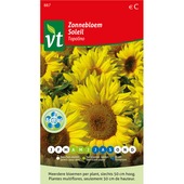 Tournesol haut giganteus VT 1g