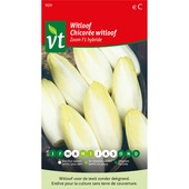 VT witloof zoom F1 hybride 4 gram