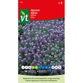 VT alyssum koningstapijt 0,75 gram