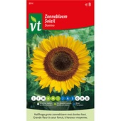 Tournesol mi-haut domino VT 1g