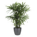 Stokpalm (Rhapis palm) met bloempot antraciet