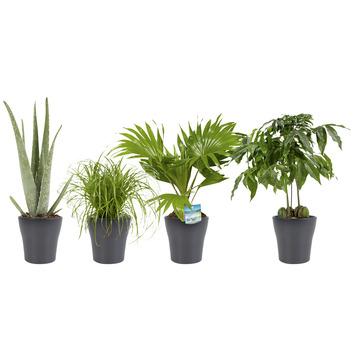 Combi 4 Plantes Aloe Vera Chataignier D Australie Palmier Eventail Herbe Aux Chats En Pot Gris Gamma Be