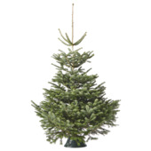 Nordmann Kerstboom 150-175 cm