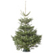 Sapin de Noël Nordmann 150-175 cm