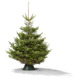 Kerstboom Nordmann 250-300 cm