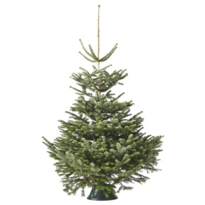 Sapin de Noël Nordmann 200-250 cm