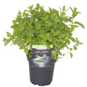 Menthe marocaine en pot 14 cm