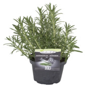 Romarin en pot 14 cm