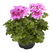 Geranium staand potmaat 10,5 cm