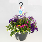 Festival colours easy aqua hangpot