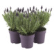 Lavande Anouk dark purple en pot 19 cm