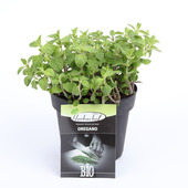 Origan en pot 14 cm