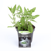 Sauge en pot 14 cm
