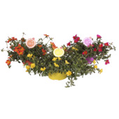 Portulaca potmaat 23 cm