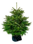 Sapin de Noël Nordmann cultivé en pot 100-150 cm