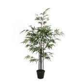 Bamboe groen in plastic pot - h120cm