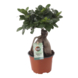 Ficus microcarpa ginseng potmaat 12 cm