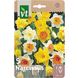 VT Plantes pour parterres
