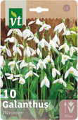 Bloembol galanthus Woronowii 6/+ 10 stuks