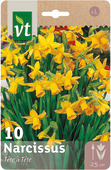 Bulbe à fleurs narcisse tête a tête 10/12 10 pièces