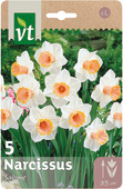Bloembol narcissus Salome 12/14 5 stuks