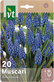 Bloembol muscari Armeniacum 8/9 20 stuks