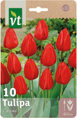 Bulbe à fleurs tulipe Cassini 11/12 10 pièces