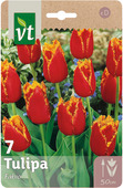 Bloembol tulipa Fabio 11/12 7 stuks