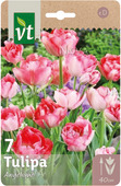 Bloembol tulipa Angelique 11/12 7 stuks