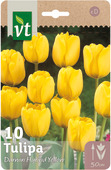 Bulbe à fleurs tulipe Darwin yelhybrid 11/12 10 pièces