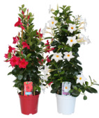 Dipladenia en pot 17 cm