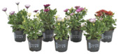 Spaanse margriet potmaat 10,5 cm