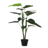 Philodendron in plastic pot groen - h60xd80cm