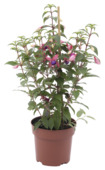 Fuchsia pyramide mix en pot 17 cm