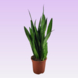 Sansevieria Zeylanica en Laurentii potmaat 21 cm