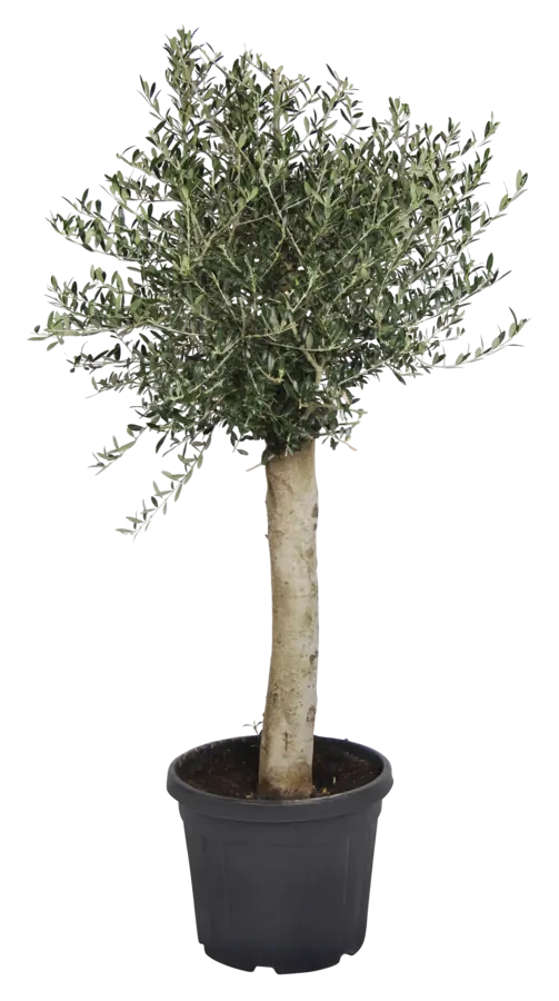 Olijfboom Olea europaea op stam potmaat 35 cm