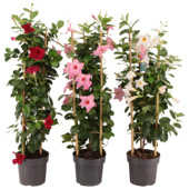 Dipladenia Sundaville pyramide en pot 17 cm