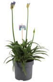 Agapanthus Charlotte potmaat 17 cm