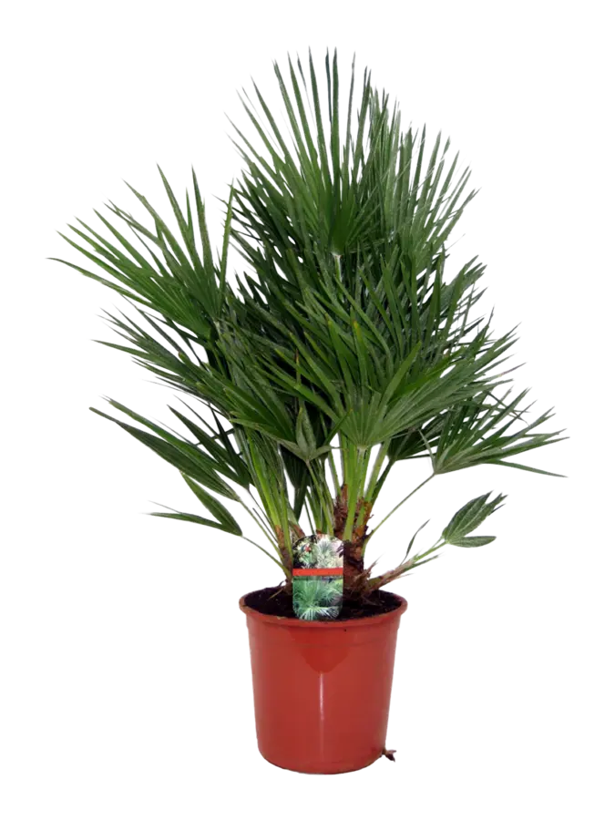 Mediterrane palmen mix potmaat 19-21 cm