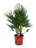 Mediterrane palmen mix potmaat 19-21 cm