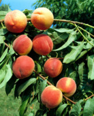 Perzikenboom Red Heaven 155-180 cm