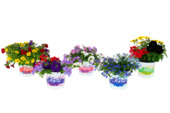 Festival colours potmaat 12 cm