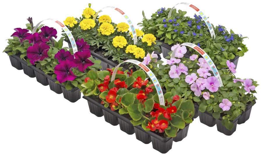 Plantes pour parterres pack de 10
