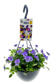 Viooltjes cornuta in hangpot 23 cm