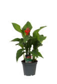 Canna Indica garden bouquet potmaat 17 cm