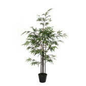 Bamboe groen in plastic pot - h120cm
