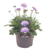 Mélange de plantes vivaces – 202613